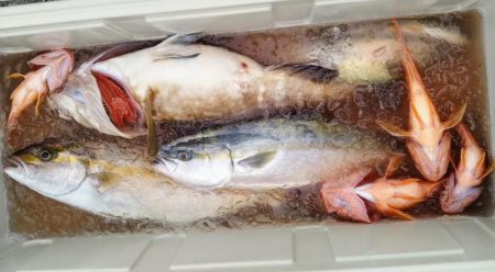 康仁丸・ジギング釣り果